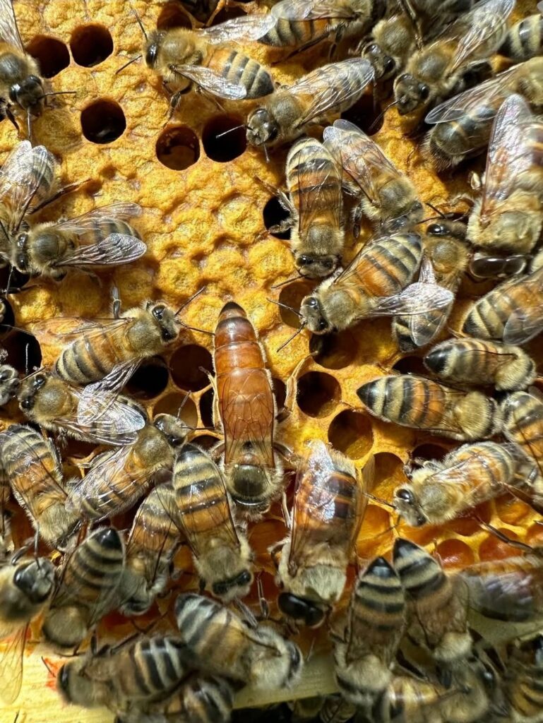 Beekeeping thumbnail screenshot 20251122 205904 facebook