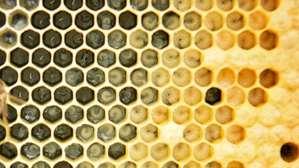 Beekeeping 597644319 1315294090631942 8625136884948578138 n